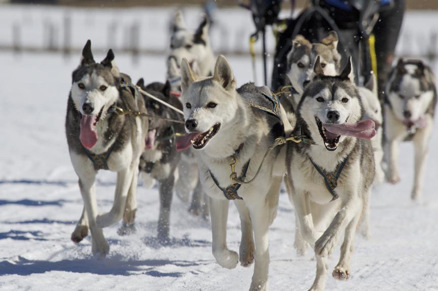 sled dog tours vermont